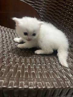 Persian male kitten for sale