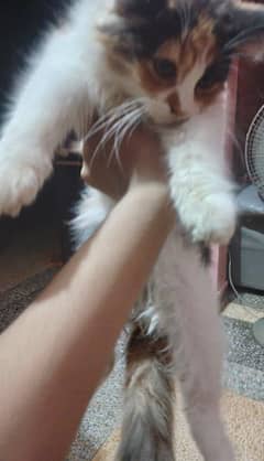 Persian cat for sale trained and vacinated