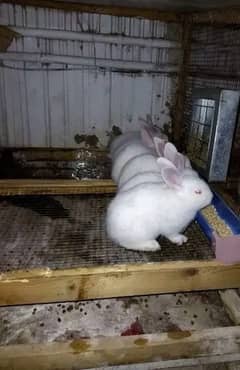 NEWZEALAND WHITE BUNNIES FOR SALE