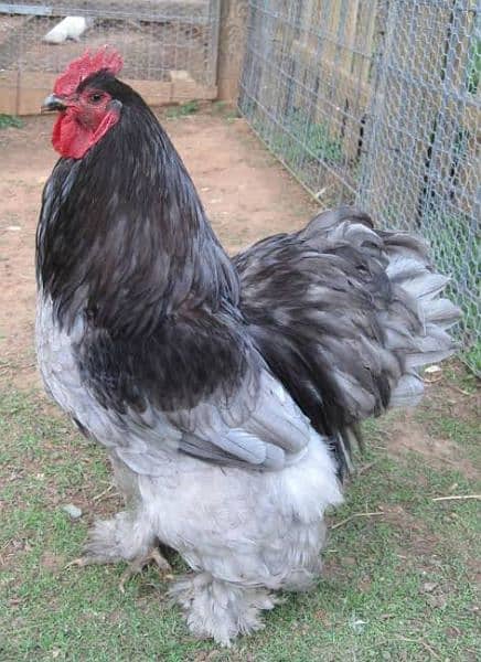 Fancy Hens Eggs Available 0
