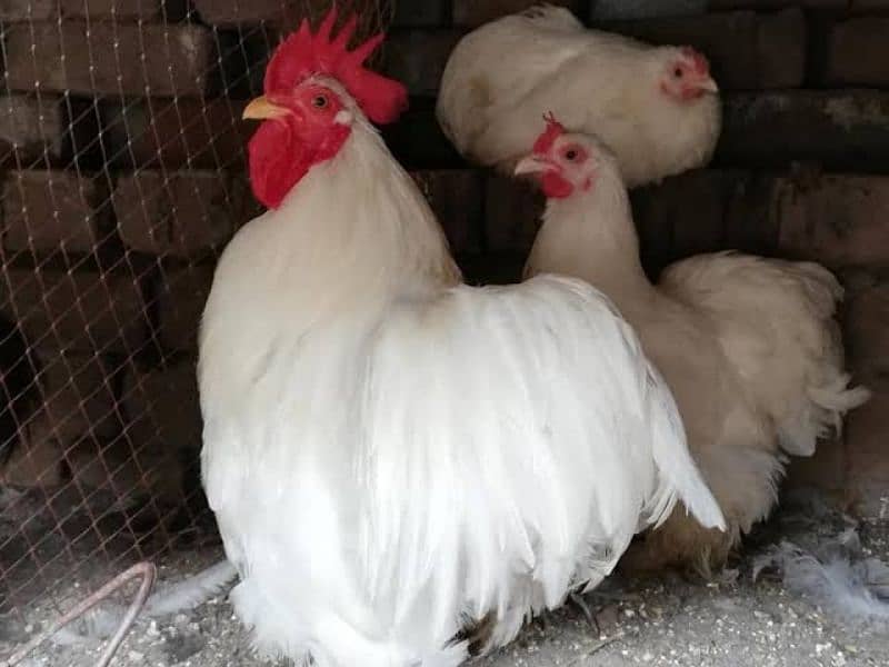 Fancy Hens Eggs Available 6