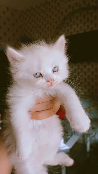 persian kitten 3
