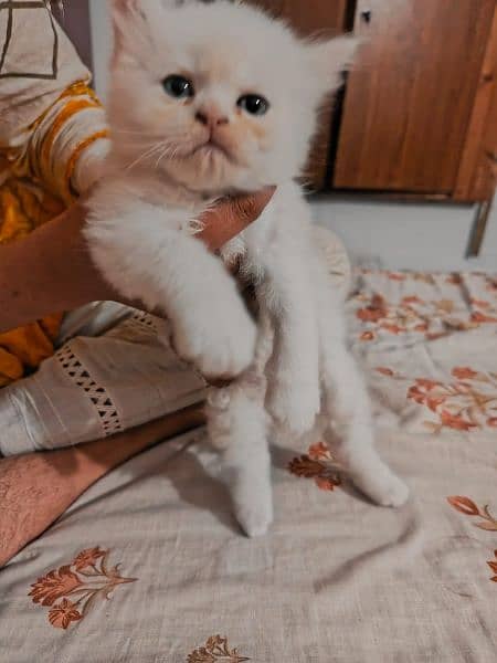 persian kitten 5