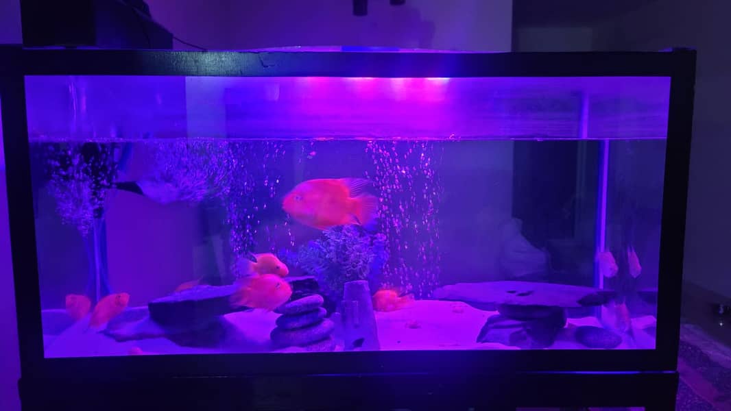 4 FT Aquarium + Stand + Sump Filter | Cheap | Throwaway price 4