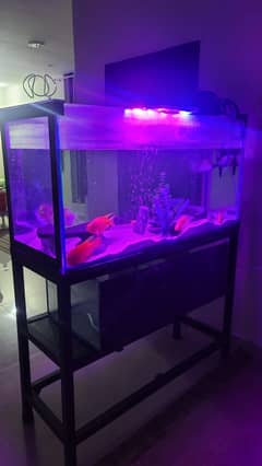 4 FT Aquarium + Stand | Cheap | Throwaway price
