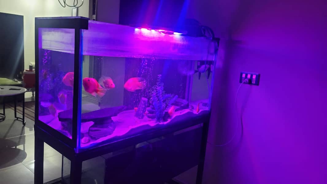 4 FT Aquarium + Stand + Sump Filter | Cheap | Throwaway price 5