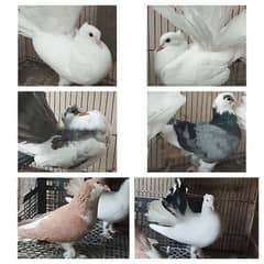 Fantail Lakka, Sherazi Pigeons / 120 Eggs Incubator