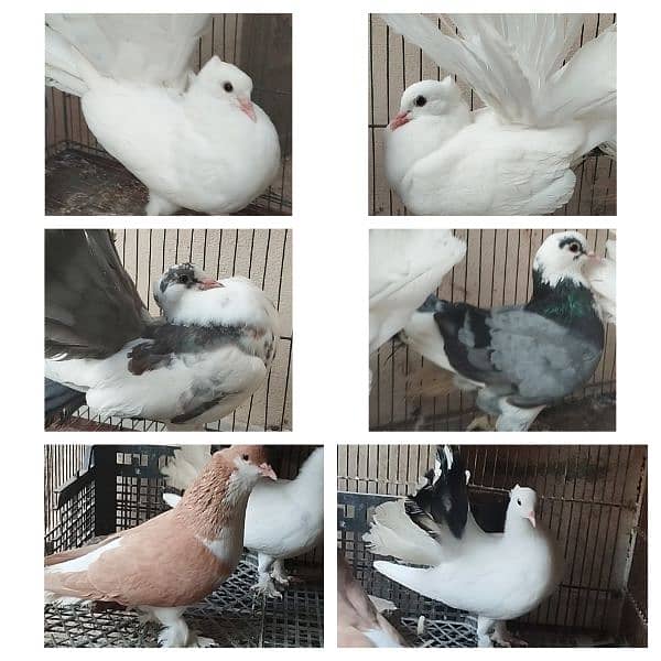 Fantail Lakka, Sherazi Pigeons / 120 Eggs Incubator 0