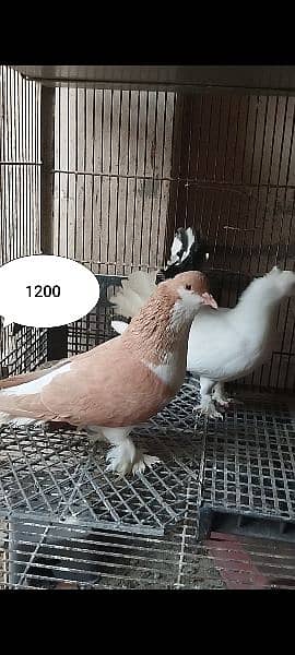 Fantail Lakka, Sherazi Pigeons / 120 Eggs Incubator 1