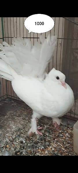Fantail Lakka, Sherazi Pigeons / 120 Eggs Incubator 2