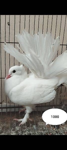 Fantail Lakka, Sherazi Pigeons / 120 Eggs Incubator 3
