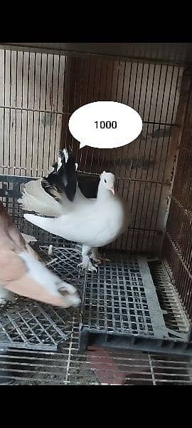 Fantail Lakka, Sherazi Pigeons / 120 Eggs Incubator 4