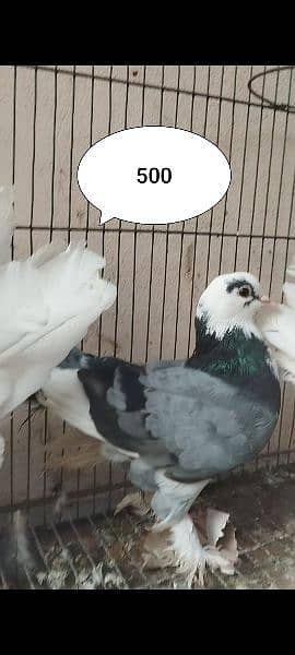 Fantail Lakka, Sherazi Pigeons / 120 Eggs Incubator 5