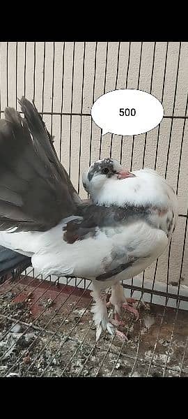 Fantail Lakka, Sherazi Pigeons / 120 Eggs Incubator 6