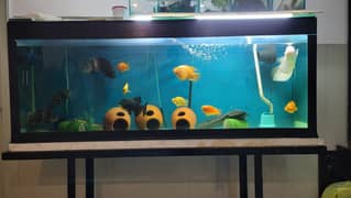 6.5 FT Aquarium Tank with Sump + Media | Cheap/Throwaway Price