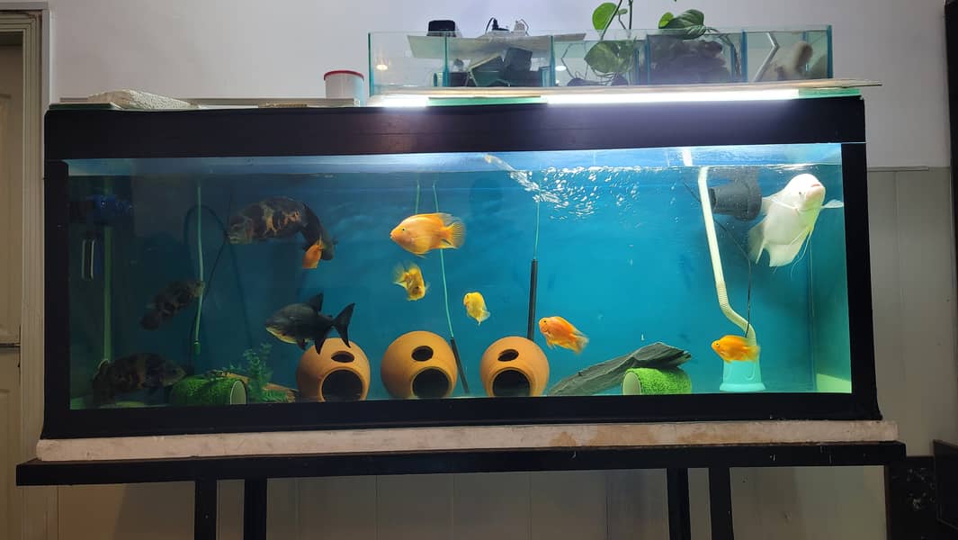 6.5 FT Aquarium Tank with Sump + Media | Cheap/Throwaway Price 1