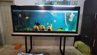 6.5 FT Aquarium Tank with Sump + Media | Cheap/Throwaway Price