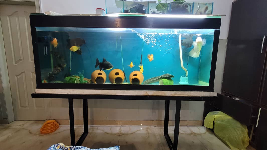 6.5 FT Aquarium Tank with Sump + Media | Cheap/Throwaway Price 2