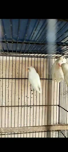 Chakur, Love Birds, Hen Cage Oplaine Albino Split Fisher Pair For Sale