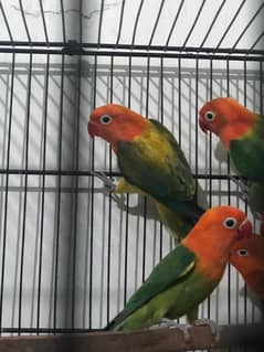 Chakur, Love Birds, Hen Cage Oplaine Albino Split Fisher Pair For Sale