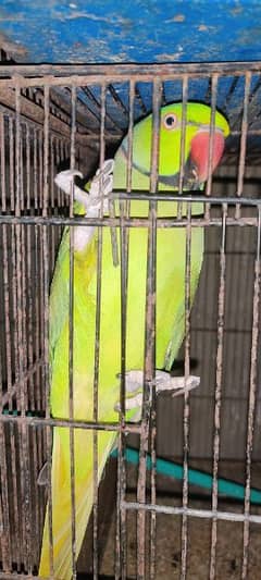 Ringneck pair for sale