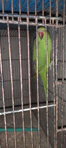 Ringneck pair for sale 1