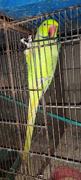 Ringneck pair for sale 2