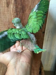 parrot chick