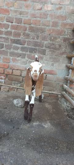 Beautiful Male Baby Goat