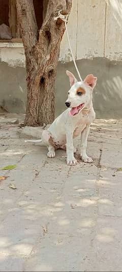 pure gultair male puppy for sale