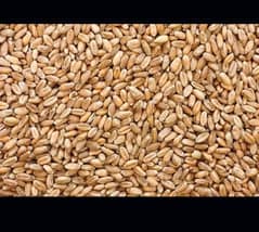 Gandum, Wheat for sale