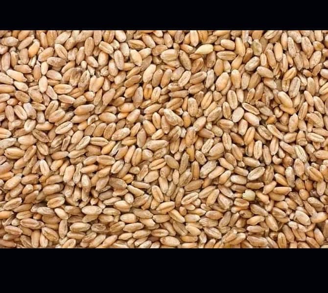 Gandum, Wheat for sale 0