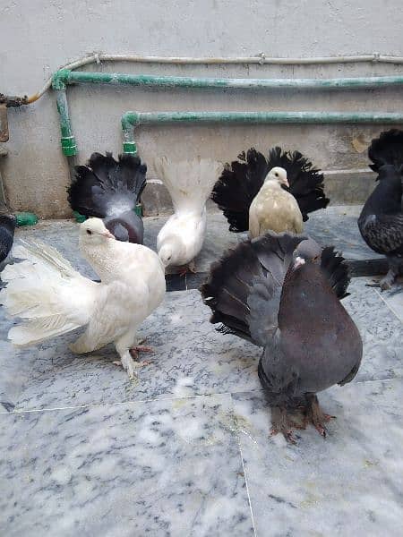 Lucky pigeons breeder and adult 2