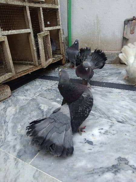 Lucky pigeons breeder and adult 3