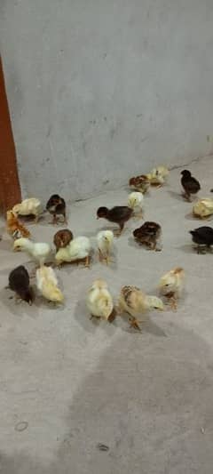 aseel chicks for sale