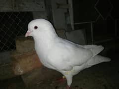 king pigeon