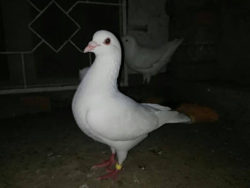 king pigeon ph no 03013055588 1