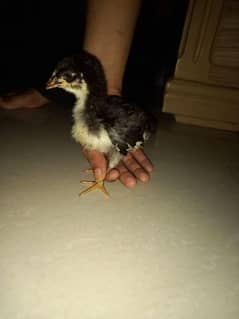 Australorp chick 0
