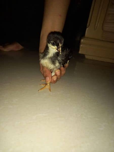 Australorp chick 2