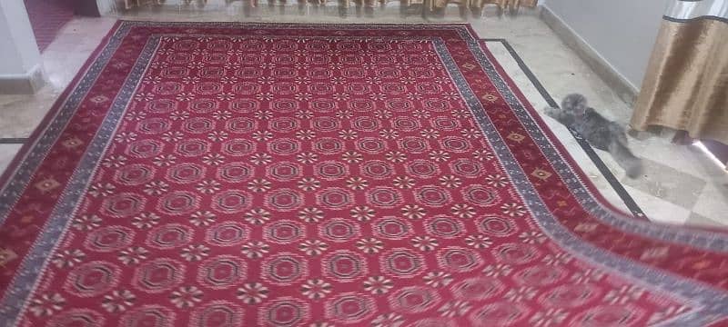 carpets 6
