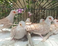 Red Dove first breed