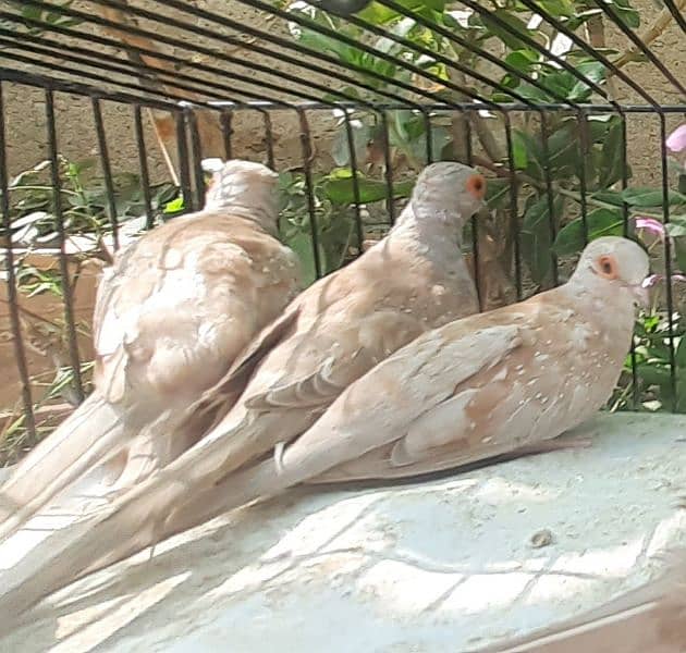 Red Dove first breed 3