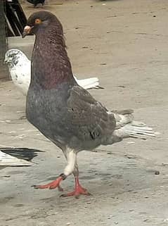 Maltese/Malties Pigeon Breeder Pair