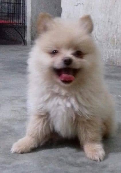 Pomeranian Pups
. Male  Available 3