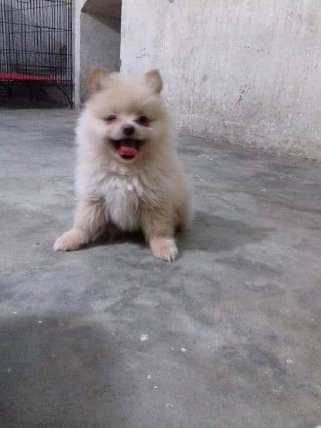 Pomeranian Pups
. Male  Available 4