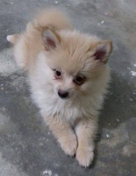 Pomeranian Pups
. Male  Available 5