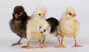 Polish hen, White Buff, Golden Buff, coco bharahma Chicks for sale
