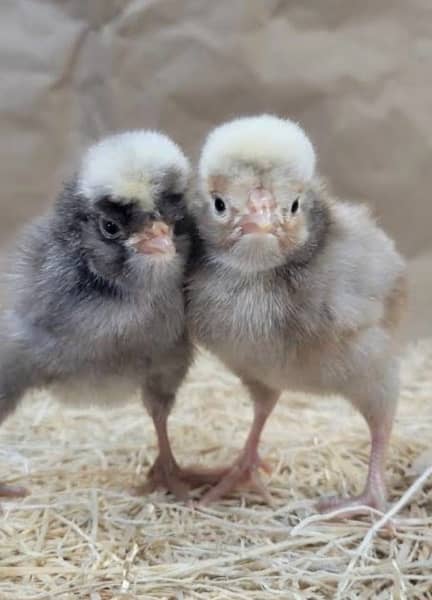 Polish hen, White Buff, Golden Buff Chicks for sale 1