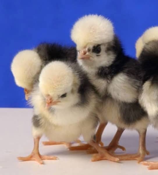Polish hen, White Buff, Golden Buff Chicks for sale 2