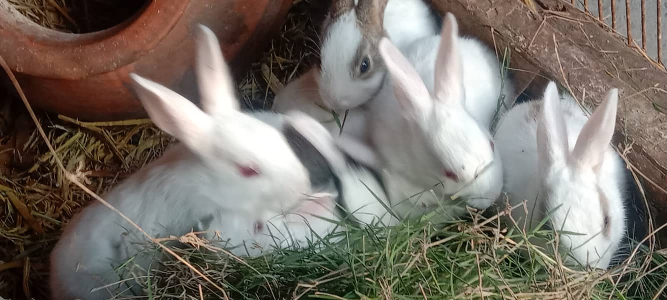 Healthy rabbits 1